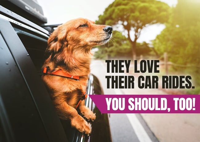 Dog riding in car and smiling